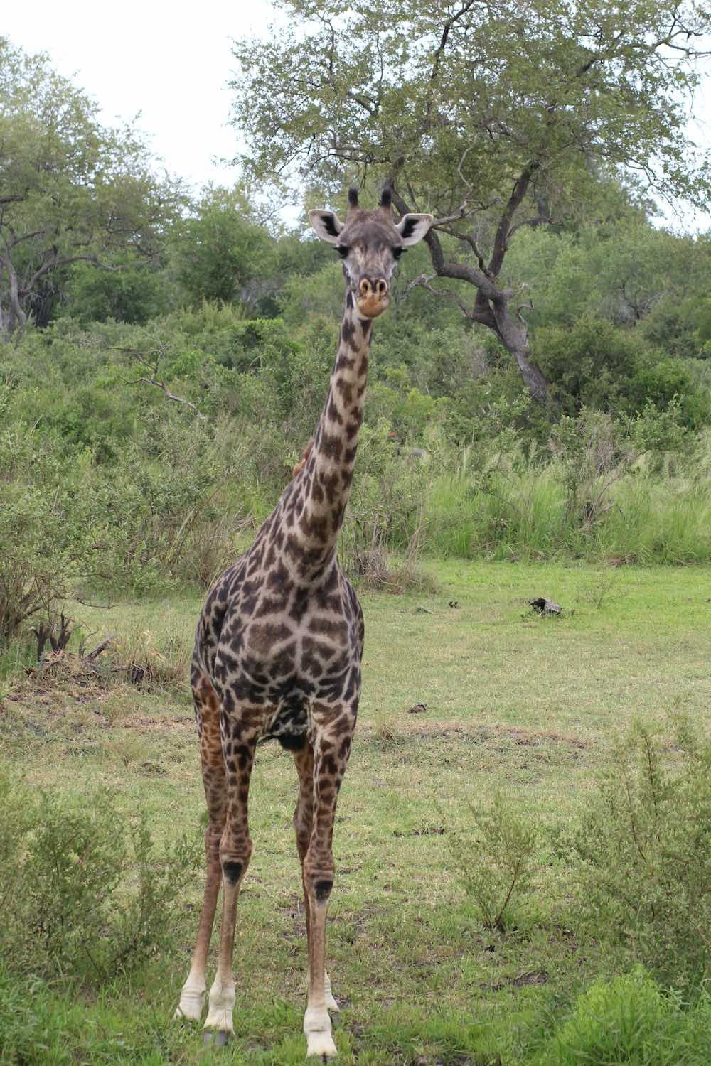 Tanzaniagenic Safaris